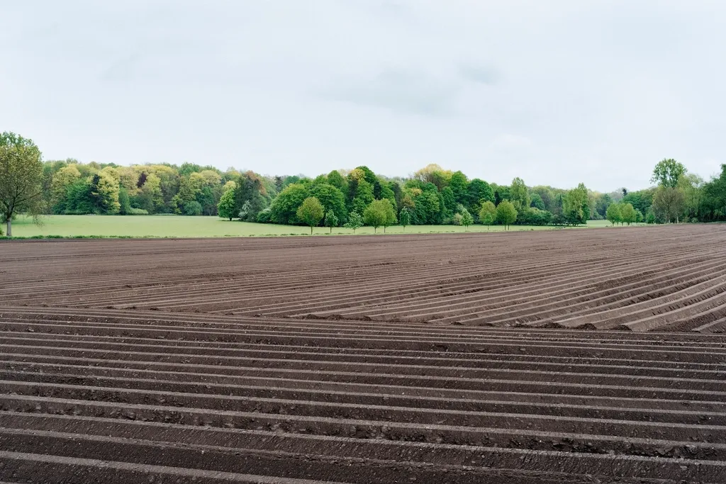 Freshly prepared, evenly graded soil ready for planting