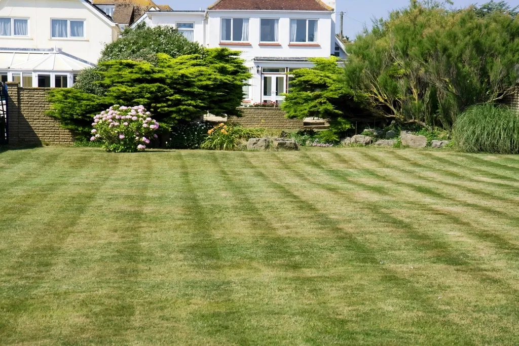 Neatly striped green lawn in front of a home with evergreen shrubs