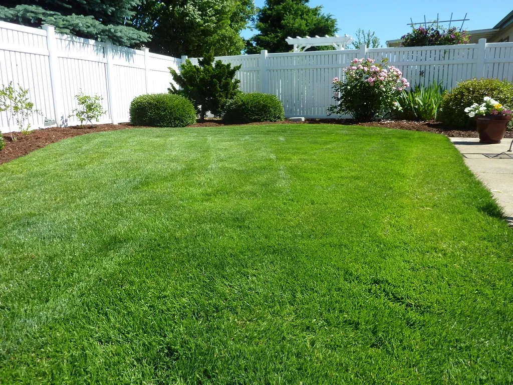 Freshly installed green lawn bordered by shrubs and a white fence